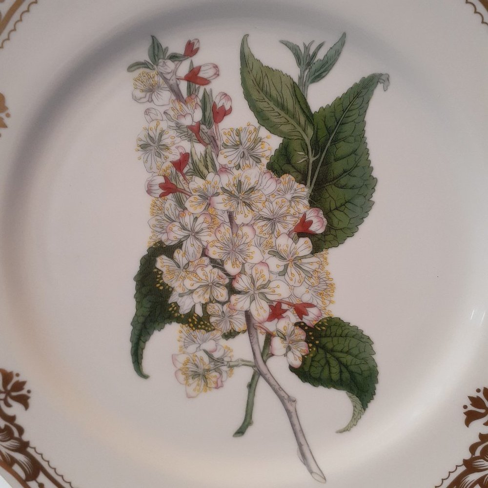 Andrea by Sadek, Golden Botanical by Thomas Curtis 1808 London Plate 10 1/2" - Picture 2 of 9